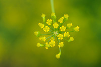 Pastinaak; Wild Parsnip; Pastinaca sativa