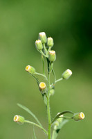 Gevlamde fijnstraal; Asthmaweed; Conyza bonariensis