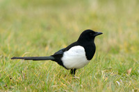 Ekster; Magpie; Pica pica