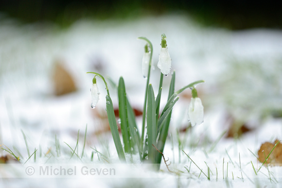 Gewoon Sneeuwklokje; Snowdrop; Galanthus nivalis;