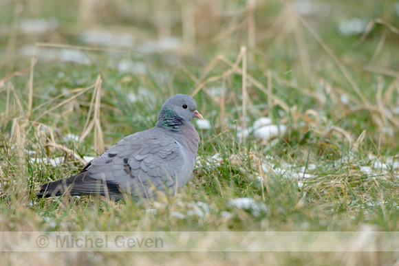 Holenduif; Stock Dove; Columba oenas