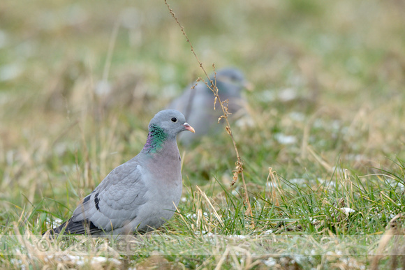 Holenduif; Stock Dove; Columba oenas