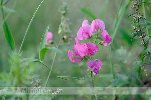 Brede Lathyrus;Perennial sweet pea;Lathyrus latifolius