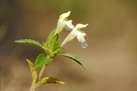 Bleekgele Hennepnetel; Downy Hemp Nettle; Hempnettle; Galeopsis