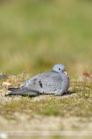 Holenduif; Stock Dove; Columba oenas