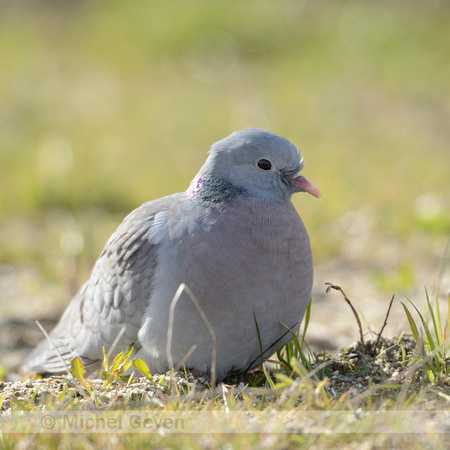 Holenduif; Stock Dove; Columba oenas