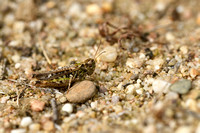 Knopsprietje; Common Club Grasshopper; Myrmeleotettix maculatus