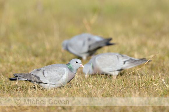 Holenduif; Stock Dove; Columba oenas