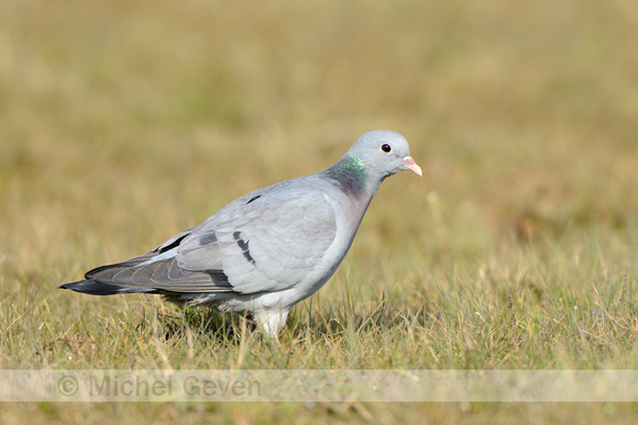 Holenduif; Stock Dove; Columba oenas