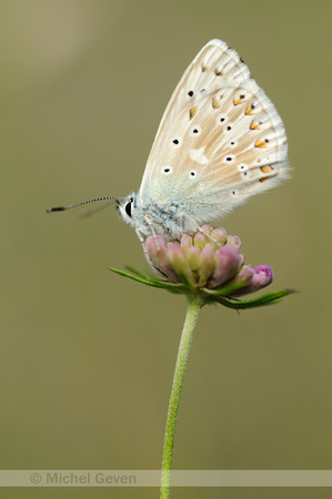 Bleek Blauwtje;Polyommatus coridon; Chalk-hill Blue;
