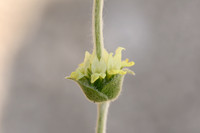 Sideritis italica