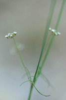 Steenbreekscherm - Ptychotis saxifraga