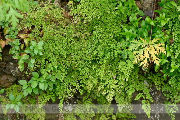 Fijn venushaar; Delta maidenhair fern; Adiantum raddianum