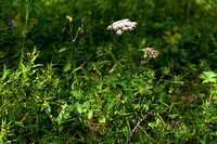 Grote bevernel; Greater burnet-saxifrage; Pimpinella major