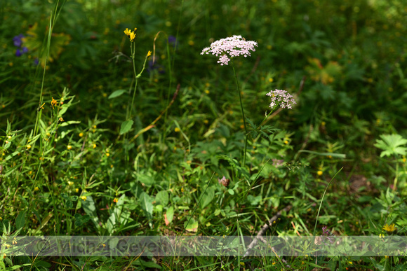 Grote bevernel; Greater burnet-saxifrage; Pimpinella major