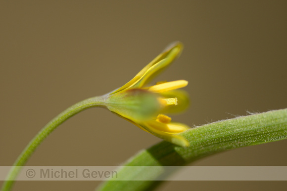 bosgeelster;gagea lutea;yellow star-of-bethlehem;