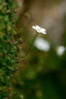 Arenaria balearica