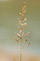 Stomp Kweldergras; Puccinellia distans; Reflexed Saltmarsh-grass