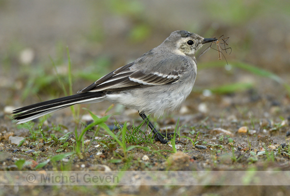 Witte kwikstaart; White wagtail; Motacilla alba