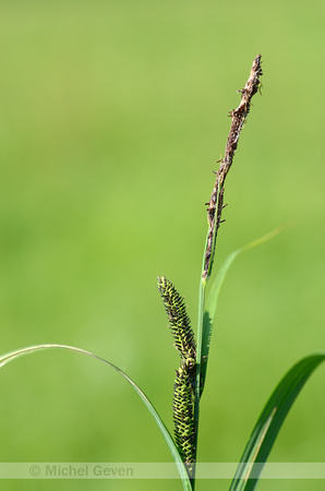 Scherpe Zegge; Slender Tufted-sedge; Carex acuta