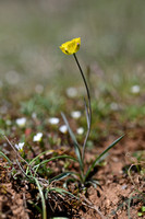 Ranunculus gramineus