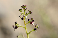 Hondshelmkruid -  French Figwort -  Scrophularia canina