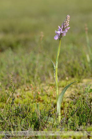 Gevlekte Orchis; Heath spotted-orchid; Dactylorhiza maculata