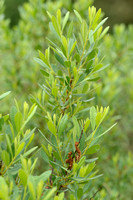 Wilde Gagel; Bog Myrtle; Myrica gale