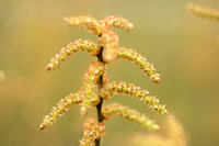 Wilde gagel; Bog Myrtle; Myrica gale