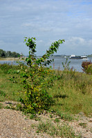 Ontariopopulier - Balsam Poplar - Populus balsamifera