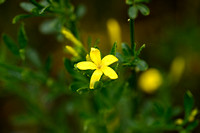 Jasminum fruticans