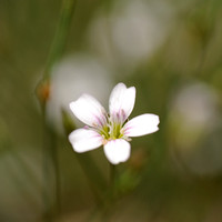 Kleine Mantelanjer; Tunicflower; Petrorhagia saxifraga;