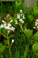 Waterdrieblad; Bogbean; Menyanthes trifoliata