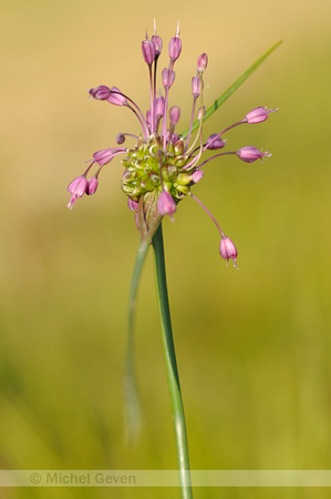 Berglook; Keeled Garlic; Allium carinatum