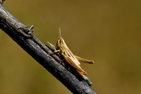 Franse Prairiesprinkhaan; Common Straw Grasshopper;  Euchorthipp
