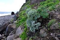 Echium nervosum