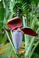 Banaanfamilie - Musaceae