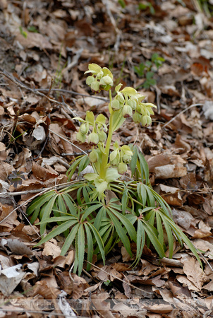 Stinkend Nieskruid; Stinking Hellebore; Helleborus foetidus