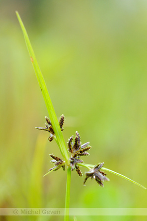 Bruin Cypergras;Brown Galingale;Cyperus fuscus