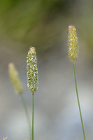Klein Timoteegras; CatÕs tail; Phleum pratense subsp. serotinum