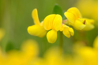 Gewone Rolklaver; Common Bird's-foot-trefoil; Lotus corniculatus