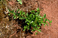 Prairiekers; European Dwarf Cherry; Prunus fruticosa