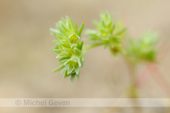 Eenjarige Hardbloem; Annual Knawel; Scleranthus annuus