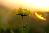 Gewone Rolklaver; Lotus corniculatus; Common bird's-foot trefoil