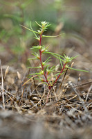 Zacht loogkruid; Russian thistle; Salsola tragus