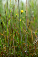 Smal Streepzaad - Narrow-leaved Hawk's-beard - Crepis tectorum