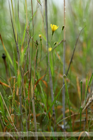 Smal Streepzaad; Narrow-leaved Hawk's-beard; Crepis tectorum