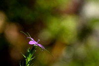 Legousia falcata