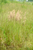 Gestreepte witbol; Yorkshire-fog; Holcus lanatus