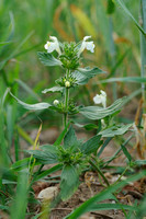 Bleekgele Hennepnetel; Downy Hemp Nettle; Galeopsis segetum